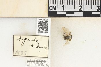 Media type: image;   Entomology 771002 Aspect: Labels